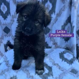 Laika - Sable female German Shepherd puppy in New Cambria, Missouri from Des Hausraben Shepherds