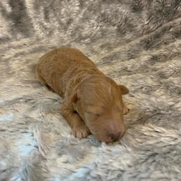 Murphy - Apricot male Goldendoodle puppy in Haddam, Kansas from Golden B Acres