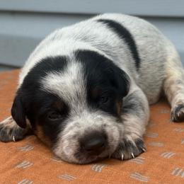 Miguel - Blue mottled male Australian Cattle Dog puppy in Seneca, Missouri from MO Morningstar Heelers