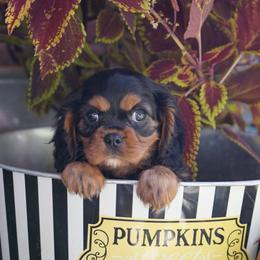 Angel - Black and tan female Cavalier King Charles Spaniel puppy in Lula, Georgia from Cavaliers by Crumley