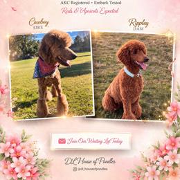 Poodle puppies from DL House of Poodles