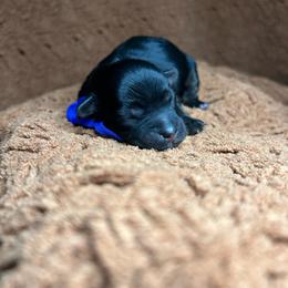 Ross - Black and gold male Yorkipoo puppy in Clover, South Carolina from Cudi’s Buddies
