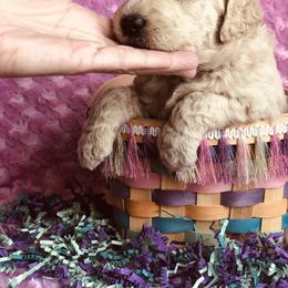 Bernedoodle and Labradoodle Puppies from Royal Doodles