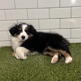 Miniature Australian Shepherd Puppies from All That Auss Mini Aussies