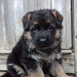 German Shepherd Puppies from Jerry Miller