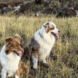 Pono - Australian Shepherd