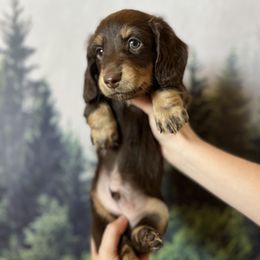 Dachshunds from Wilderness Weenies