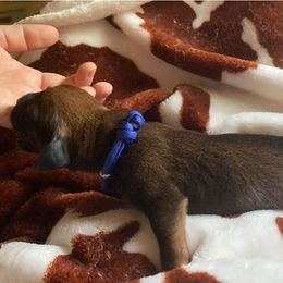 Redbone Coonhound Puppies from Helper Hounds