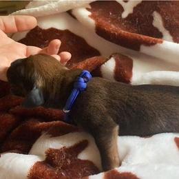 Redbone Coonhound Puppies from Helper Hounds