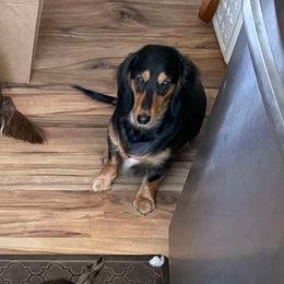 Indie - Dachshund