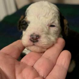 Girl 1 - Tri-color female Bernedoodle puppy in Los Angeles, California from Bernied00dle Love