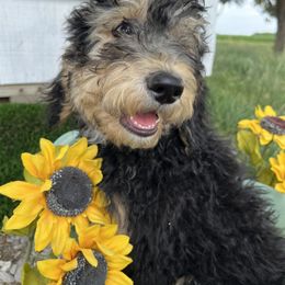Assorted Doodle Crosses, Aussiedoodle, Bernedoodle, and Poodle Puppies from Pear Tree Prairie Doodles