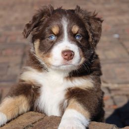 Australian Shepherd Puppies from Twisted Acres Aussies