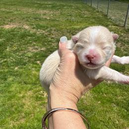 Girl 1 - Cream female Pomeranian puppy in Uniontown, Pennsylvania from Oh So Sassy Poms