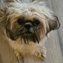Sadie - Sable female Shih Tzu puppy in Claxton, Georgia from Small Pawz Shih tzu