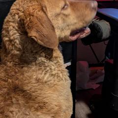Bonnie - Chesapeake Bay Retriever