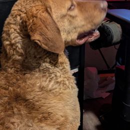 Bonnie - Chesapeake Bay Retriever