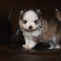 Paislee - Gray and white female Pomsky puppy in Coos Bay, Oregon from Ocean View Pomskies