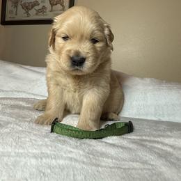 John - Golden male Golden Retriever puppy in North Pole, Alaska from Mulberry Retrievers