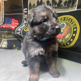 Boy 2 Navy Blue Collar - Black and tan male German Shepherd puppy in Joshua, Texas from American Viking GSD Ranch