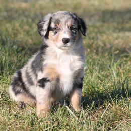 Australian Shepherd Puppies from Frantzick Farm Aussies