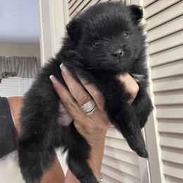 MidNight - Black parti male Pomeranian puppy in Avon Park, Florida from Mariska's Pomeranians