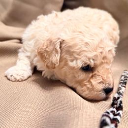 Lt. Dan (tripod pup) - Apricot male Cavapoo puppy in Spokane, Washington from PJE Cavs and Poos
