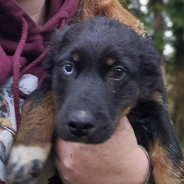 Remington - Australian Shepherd puppy from Cart River Aussies