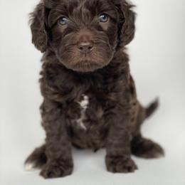 Australian Labradoodle and Labradoodle Puppies from Auburn Sky Labradoodles