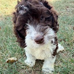 Drift with training - Brown white and tan male Cockapoo puppy in Boonville, North Carolina from Doods & Dolls
