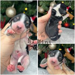 Jack - Piebald male Dachshund puppy in Payette, Idaho from NT Mini Doxies