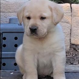 Yellow Male 1 - Yellow male Labrador Retriever puppy in Andrews, South Carolina from Leyland Cypress Retrievers