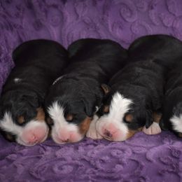Bernese Mountain Dog Puppies from Brookwood Bernese Mountain Dogs