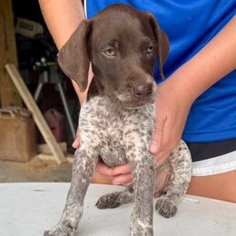 Milly - Liver roan female German Shorthaired Pointer puppy in Sareki, Georgia from Andre Family Farms & Kennels