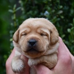 Girl 2 - Yellow female Labrador Retriever puppy in North Wilkesboro, North Carolina from Sunset Ridge Labs