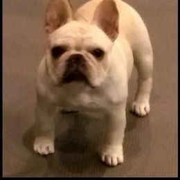 French Bulldog Puppies from Yukon Golden French Bulldogs