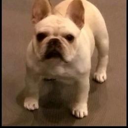French Bulldog Puppies from Yukon Golden French Bulldogs