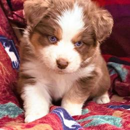 Jasmine - Red tri-color female Australian Shepherd puppy in Boise, Idaho from Black Canyon Corral Aussies