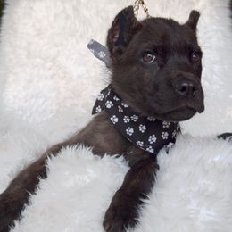 Mulan - Black brindle female Cane Corso puppy in Hayward, California from Grande Kennels