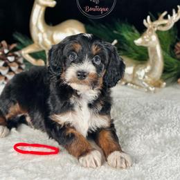 Red boy - Tri-color male Bernedoodle puppy in Waukesha, Wisconsin from Bernedoodle Boutique (and Cavapoos)