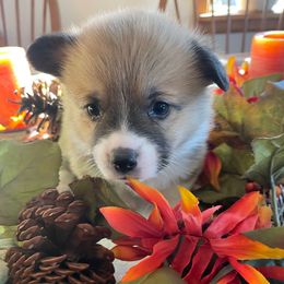 Bertha-Bertie -orange collar - White and fawn female Pembroke Welsh Corgi puppy in Silt, Colorado from Mesa Acre