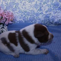 Carol - Red speckled female Australian Cattle Dog puppy in Casa Grande, Arizona from Sonoran Dogz