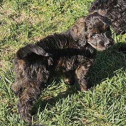 Vinny - Chocolate male Goldendoodle puppy in Kansas City, Missouri from Poppy's Doodles