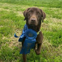 Bella - Labrador Retriever