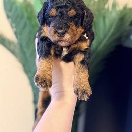 Ice Cream - Gray - Phantom female Bernedoodle puppy in Charleston, South Carolina from Palm Belle Doodles