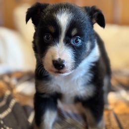 Pink - Black tri female Miniature Australian Shepherd puppy in Arizona from Country Charm Mini Aussies