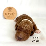 Star - Red female Irish Doodle puppy in Pottstown, Pennsylvania from Willow-Be Doodles
