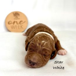 Star - Red female Irish Doodle puppy in Pottstown, Pennsylvania from Willow-Be Doodles