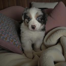 Max - Blue merle male Miniature Australian Shepherd puppy in Placerville, California from JRW COLDSPRINGS MINI AUSSIE’S