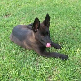 German Shepherd Puppies from Guamany K9 Vomhaus